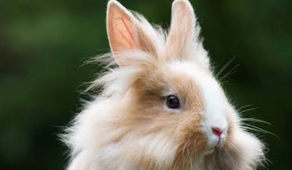 Jak dobrze znasz rasy królikuw