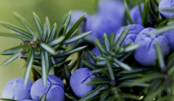 rośliny w stanie ulistnionym