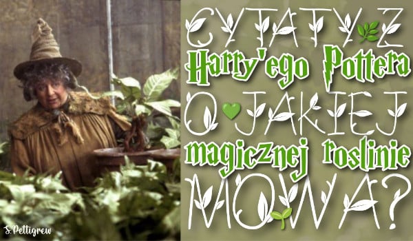 Cytaty z „Harry’ego Pottera”: o jakiej magicznej roślinie mowa?