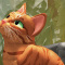 rdzawy_WarriorCats