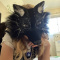 Onyx_the_therian