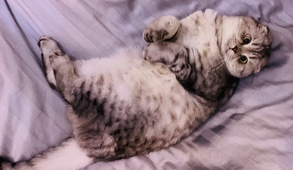 Jakim kotem jesteś???