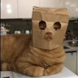 XpiorunX
