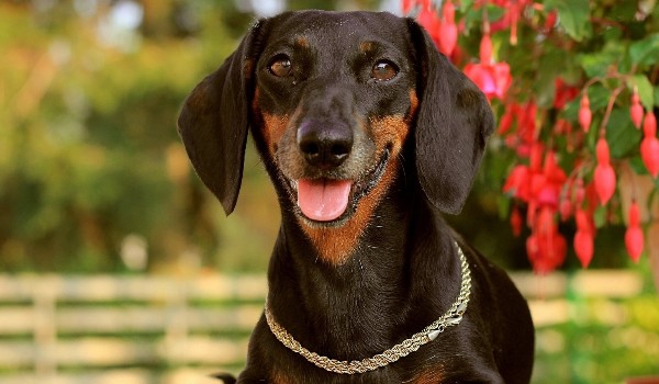 Jakim Jamnikiem jesteś?