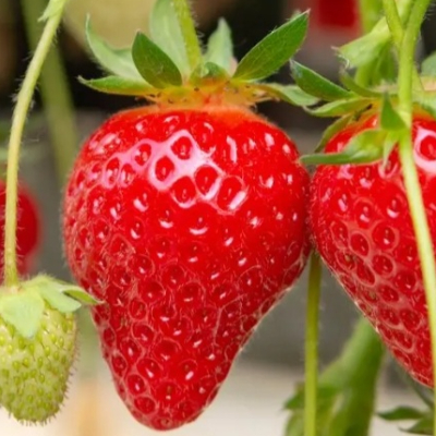 Swieza...Truskaweczka