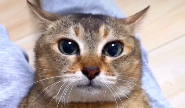 Which dictator are you?