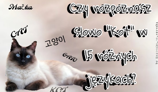 Czy rozpoznasz słowo „Kot” w 15 językach?
