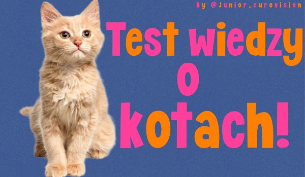 Test wiedzy o kotach!