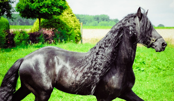 TY TEŻ MASZ TAKIE JEŹDZIECKIE MARZENIA
