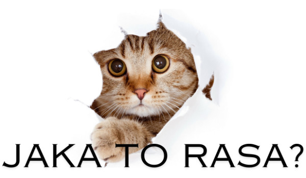 Jak się nazywa ta rasa kota?