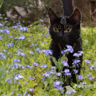Willow_on_pawz
