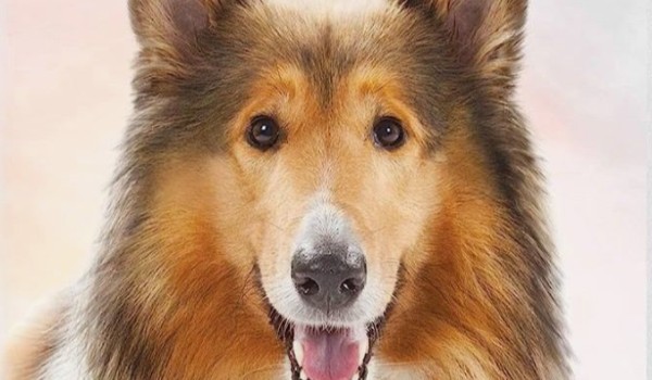 Test z lektury „Lassie, wróć!”.