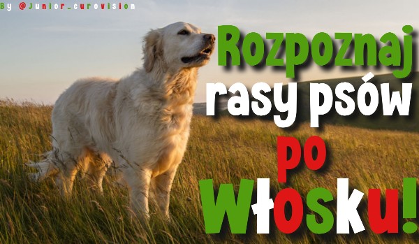 Rozpoznaj rasy psów po Włosku!
