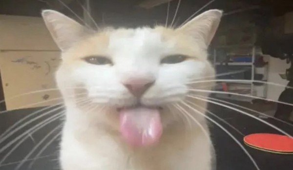 09281!Femhlopcy weryfikacja