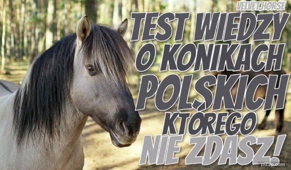 Test wiedzy o konikach polskich, którego nie zdasz!