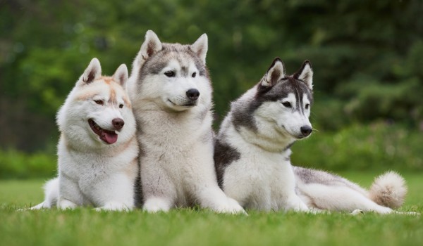 Bitwa Psów – zapisy