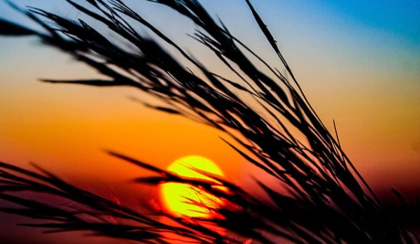 Klan Zmierzchu – Koty