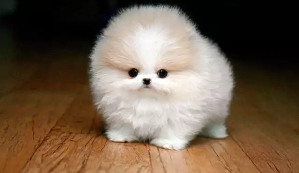 Czy te zdjęcia są słodkie ?