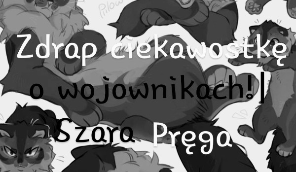 Zdrap ciekawostkę  o wojownikach!|Szara pręga