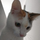 kotek.Bella