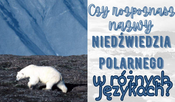 Czy rozpoznasz nazwy niedźwiedzia polarnego w różnych językach?