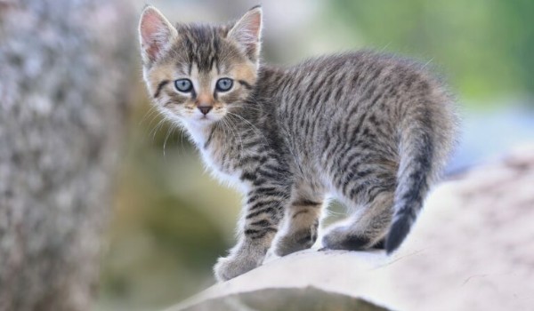 Jakie zwierzę wolisz ?