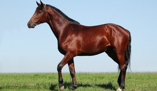 Jakiego konia zdrapiesz ?