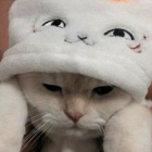 ._Koci_Kapturek_Ciasteczko_.