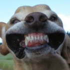 huskyslodki