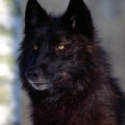 .-Black_Wolf-.