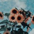 Sunflowersunny