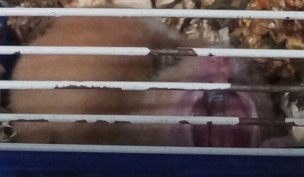 Jakim jesteś gryzoniem