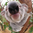 koalaana