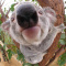 koalaana
