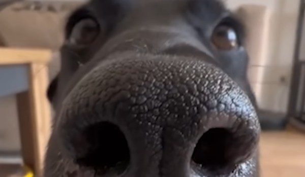 jak dobrze znasz DIO