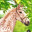 jagoda.equestrian