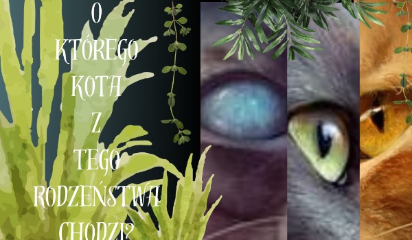 Czy zgadniesz o którego z tej trójki Rodzeństwa mi chodzi?