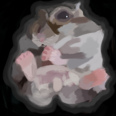 Mandarynka_chomikowa