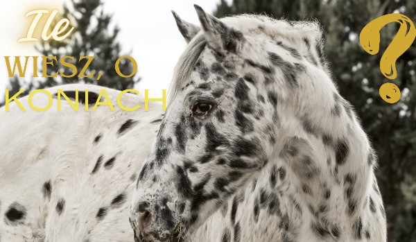 Ile wież o koniach part 2