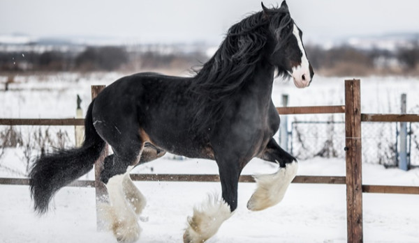 Czy mógł byś być koniem?