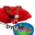 Wielka_fanka_Chipi_Chapy