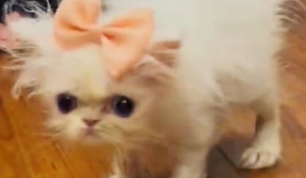 Jakim kolorem kota jesteś