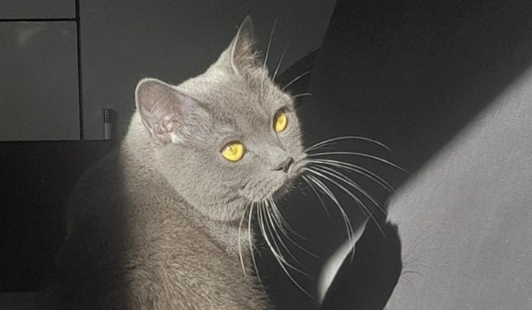 jaką lusią mamusią jesteś