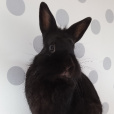 bunny_endi