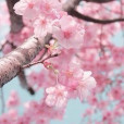 Flower_Helpers