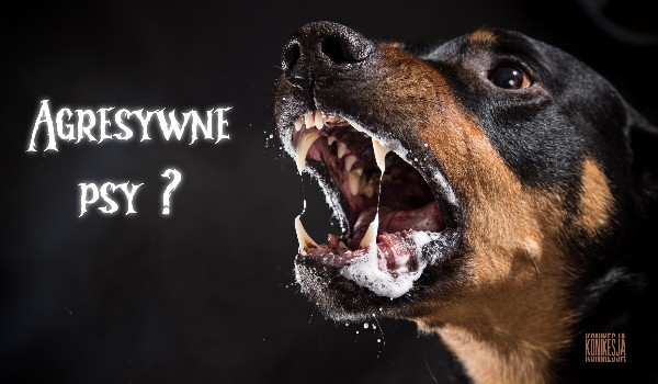 Obalamy mity | Agresywne rasy psów