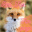 fp.Red_Fox