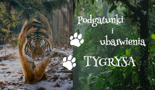 Podgatunki i ubarwienia tygrysa – czy rozpoznasz je wszystkie?