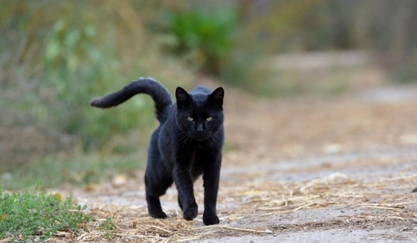 Opowiadanie o Kocie #1