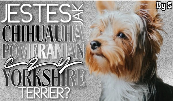 Jesteś bardziej jak Chihuahua, Pomeranian czy Yorkshire terrier?